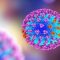 An influenza virus particle