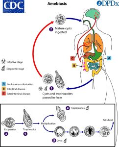 life cycle of entamoeba histolytica